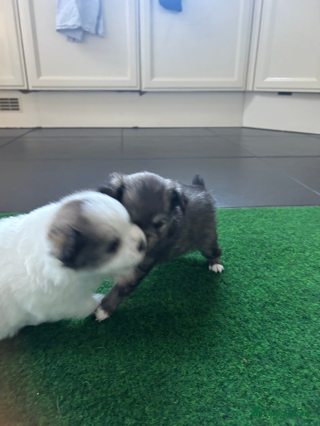 Pomchi honden te koop: Pomchi reutje - Advertentie 34