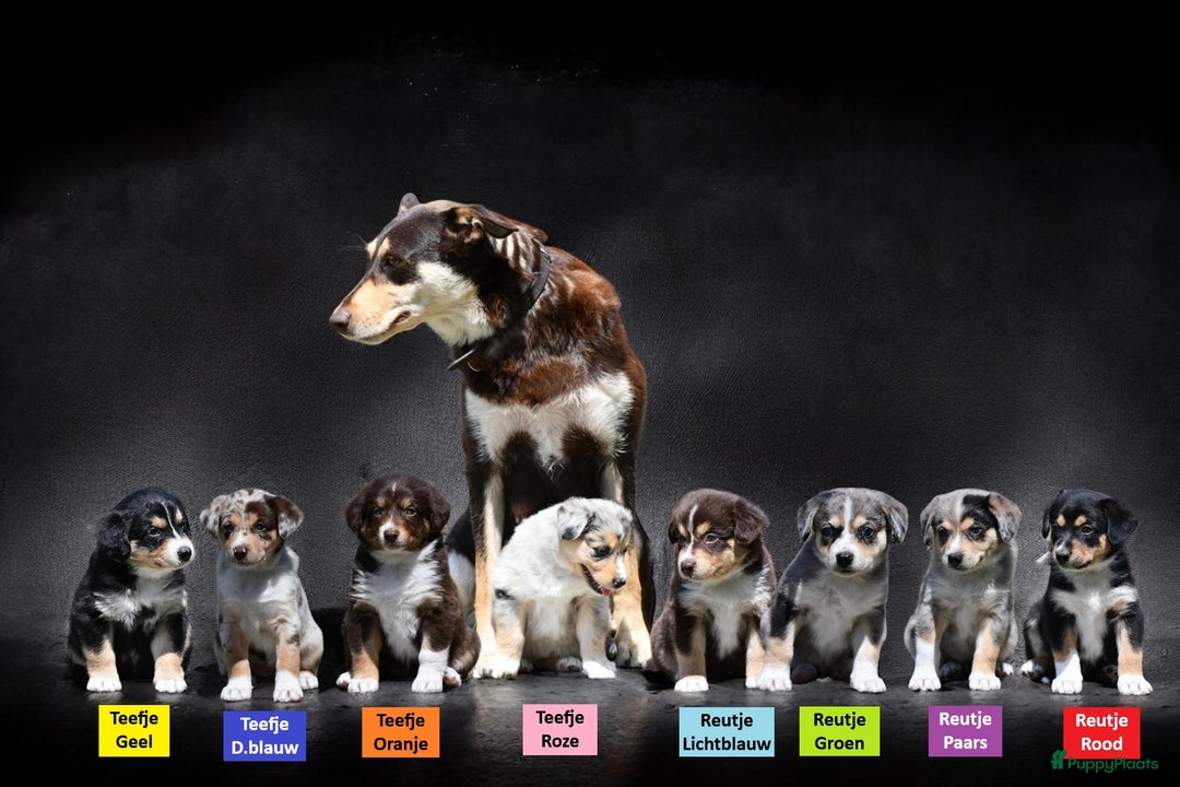 Australian Shepherd honden te koop: Australian Shepherd x Kelpie Pups in Maashees - Afbeelding 2
