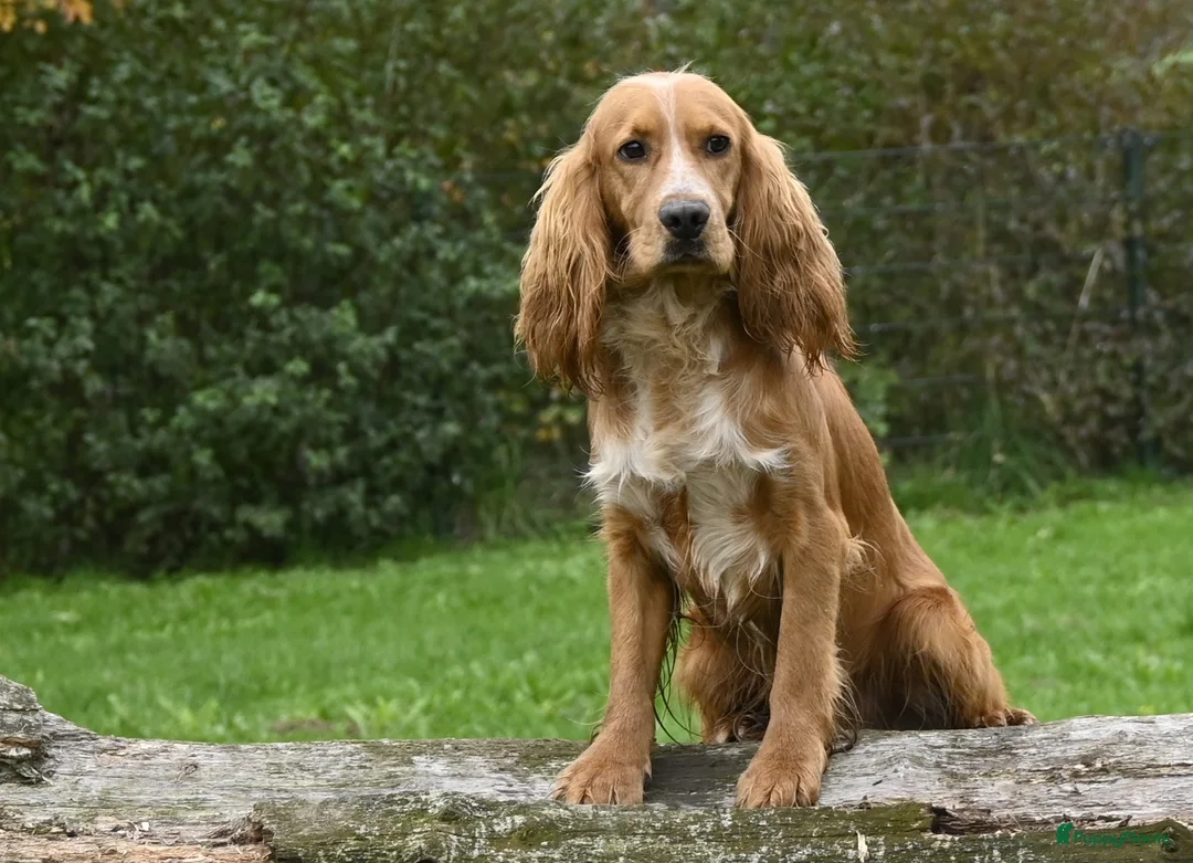 Engelse Cocker Spaniel honden te koop: Speelse Engelse Cocker Spaniel pup - Advertentie 22