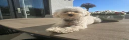 Poedel Toy honden te koop: Toypoedel pups - Advertentie 12