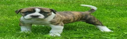 Amerikaanse Bulldog honden te koop: Mooie en gezonde Amerikaanse bulldog pups - Advertentie 11