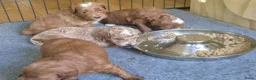 Australian Labradoodle honden te koop: Prachtig lieve mini labradoodle pups  - Advertentie 4
