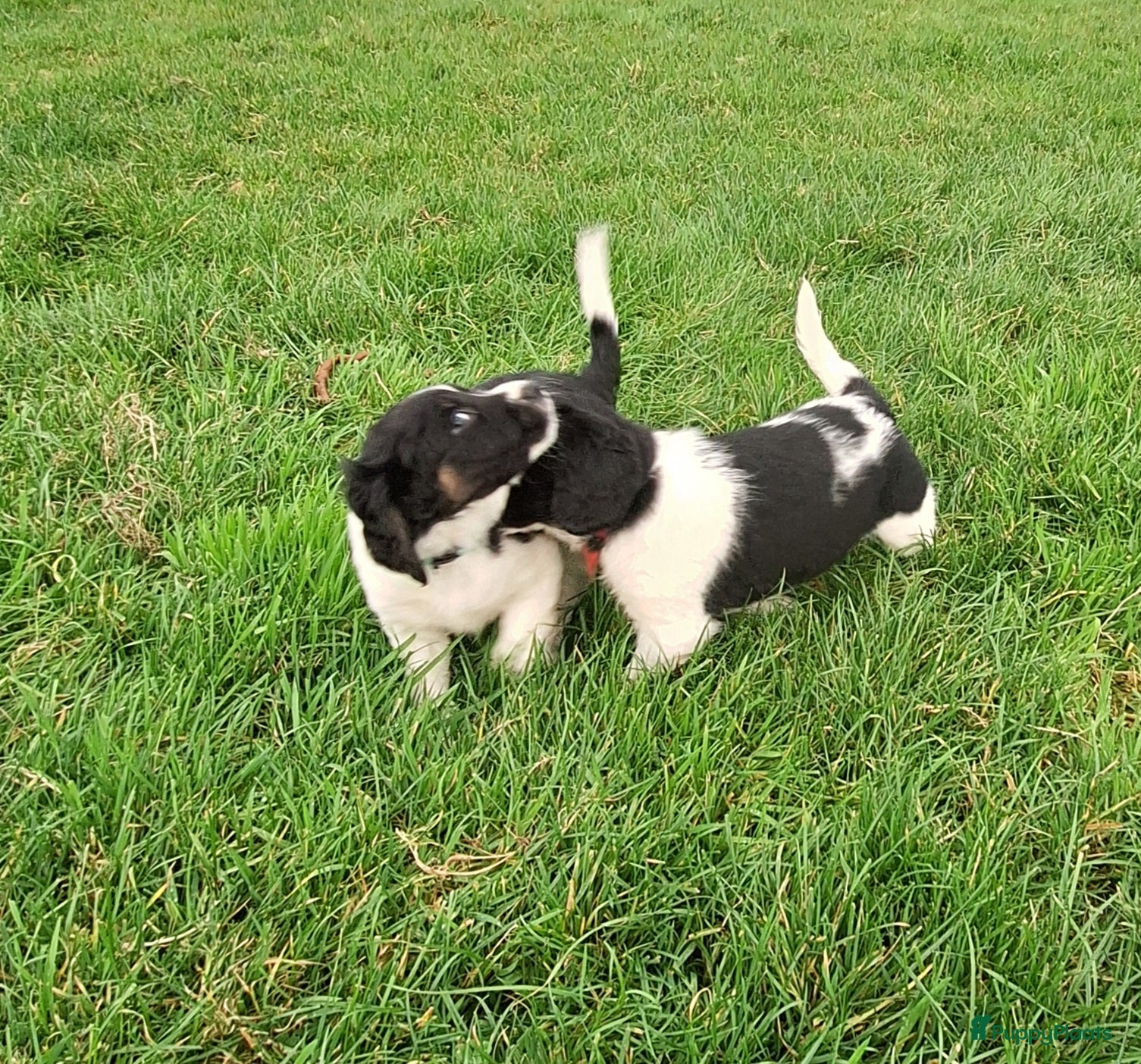 Friese Stabij honden Te koop Friese stabij pups - Advertentie 2