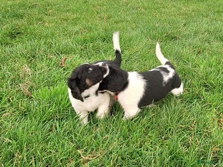 Friese Stabij honden Te koop Friese stabij pups - Advertentie 2