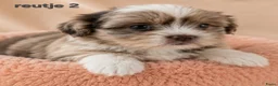 Boomer honden te koop: Super mooi gezonde boomer pups. Shi tzu X Maltezer - Advertentie 9