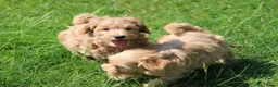 Maltipoo honden te koop: Knappe Maltipoo pups - Advertentie 11