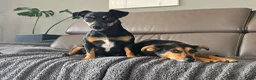 Jack Russel Terriër honden te koop: Te koop: Black & Tan Jack Russell Teef (2 jaar) - Advertentie 14