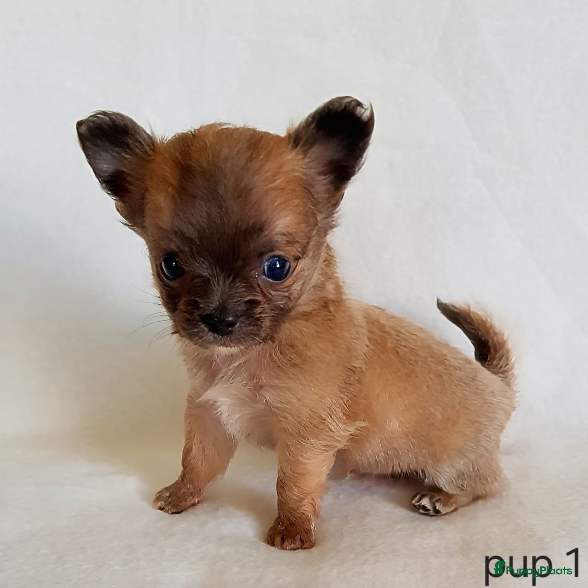 Chihuahua honden te koop: Chihuahua pup (klein reutje) - Advertentie 2