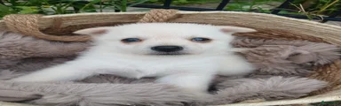 Pomchi 4