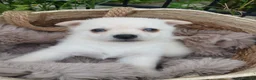 Pomchi honden te koop: Lieve pomchis - Advertentie 14
