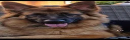 Duitse Herder honden te koop: Langharige Duitse herder puppy’s met rechter rug.  - Advertentie 21