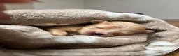 Pomeriaan honden te koop: Pomeriaan pupjes (keeshond) 2 gereserveerd - Advertentie 19