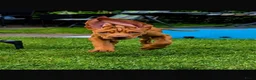 Vizsla korthaar honden te koop: Kortharige Hongaarse Vizsla-pups - Advertentie 23