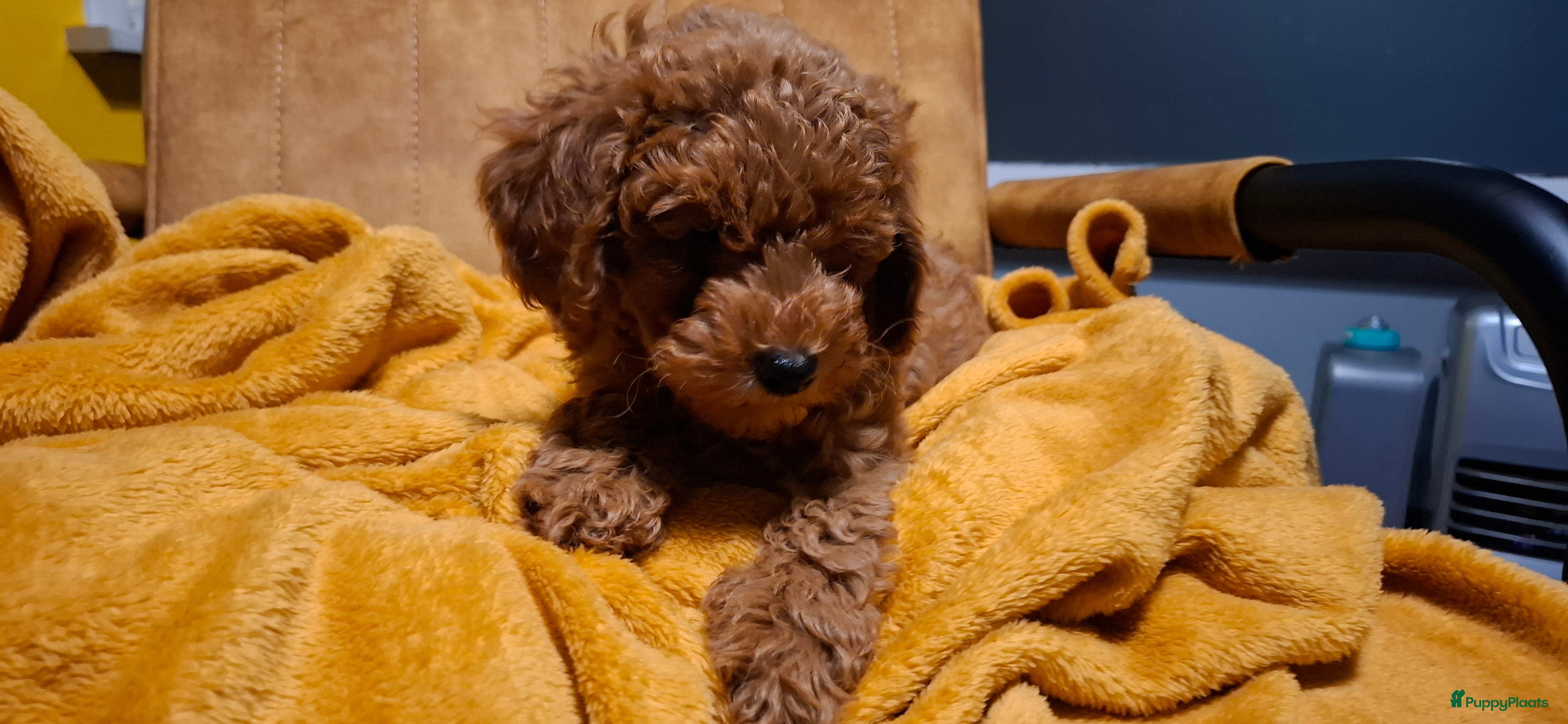 Dwergpoedel honden Dieprode dwergpoedel reutje meteen beschikbaar - Advertentie 1