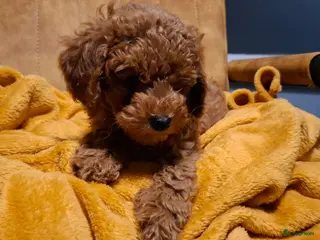 Dwergpoedel honden Dieprode dwergpoedel reutje meteen beschikbaar - Advertentie 3