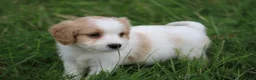 Kruising honden te koop: Kruising Cavalier King Charles Spaniel - Advertentie 8