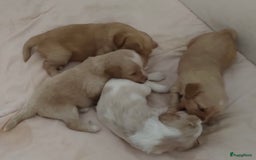 Australian Labradoodle honden te koop: Australian Labradoodle pups in Strijen - Afbeelding 8
