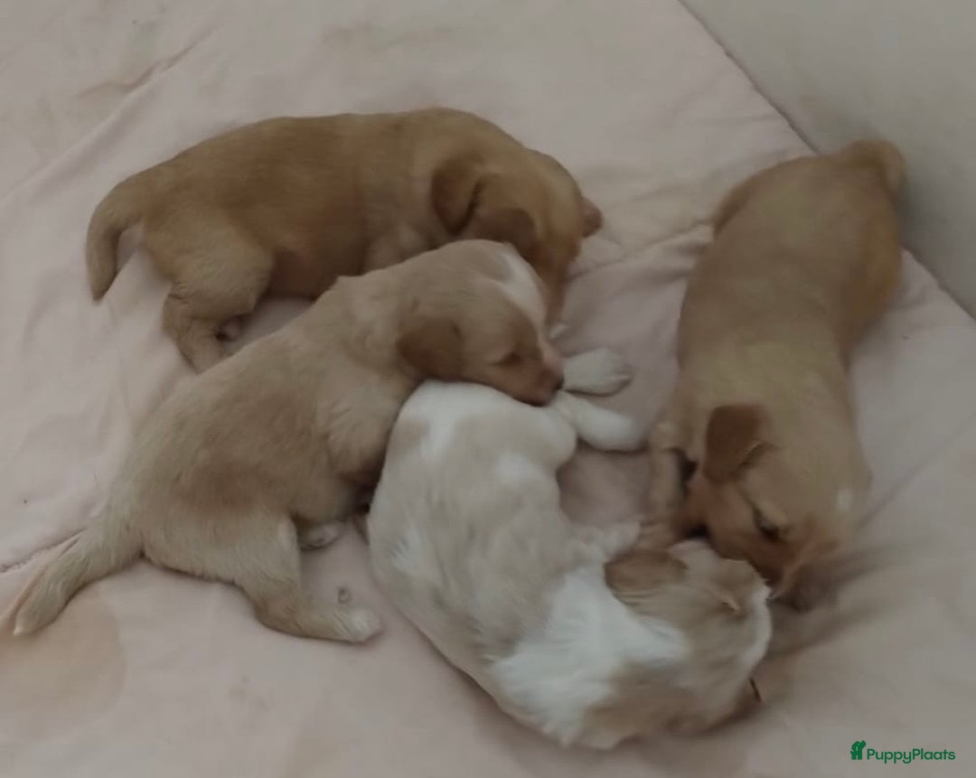 Australian Labradoodle honden te koop: Australian Labradoodle pups in Strijen - Afbeelding 8