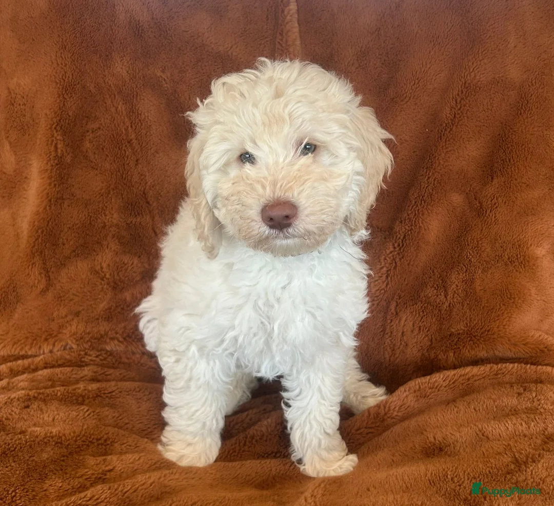 Labradoodle honden te koop: Medium Labradoodle puppy's - Advertentie 6