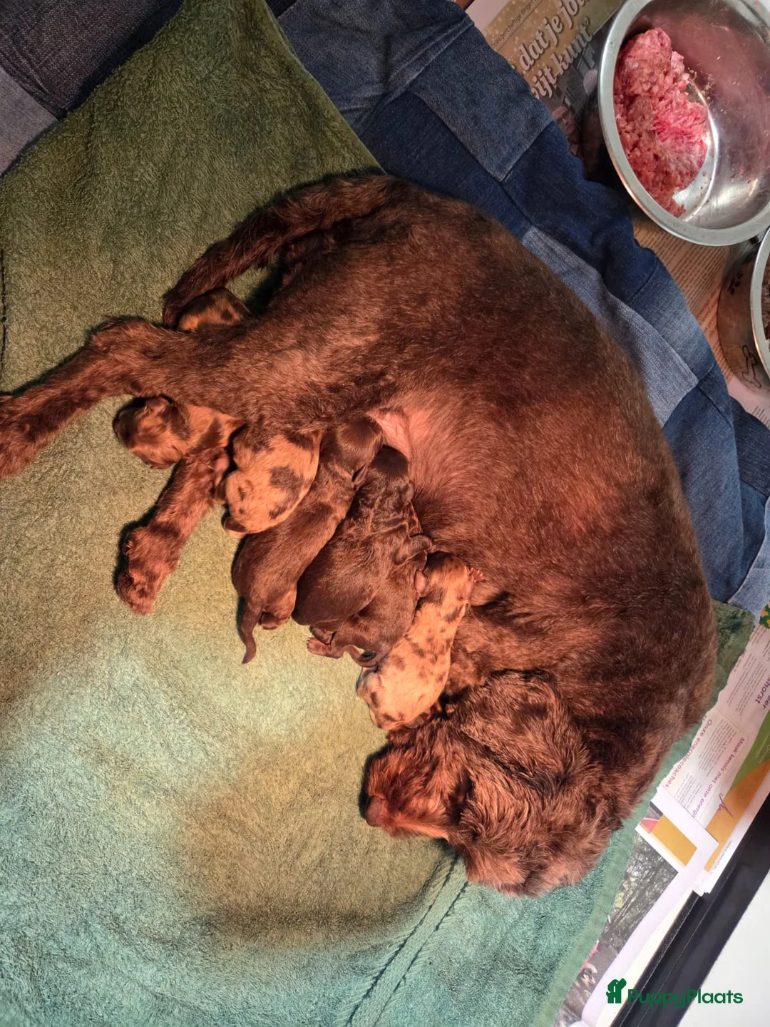 Dwergpoedel honden ter dekking: chocobruin merle dwergpoedel ter dekking - Advertentie 7