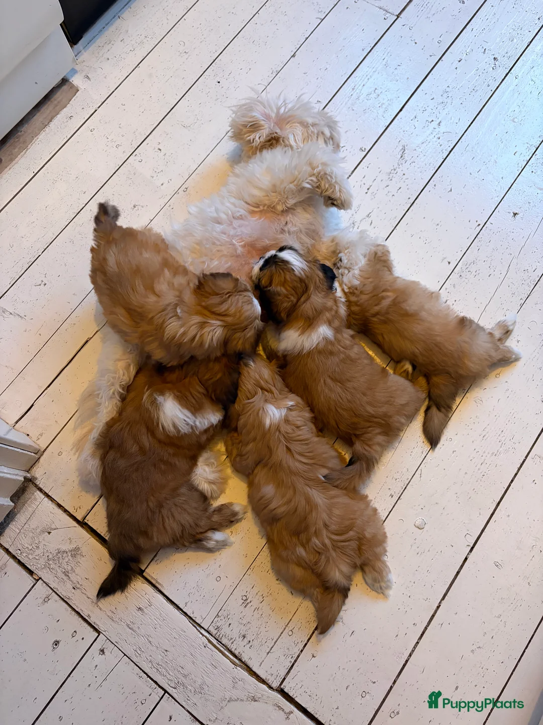 Boomer honden te koop: Nog 2 Reutjes beschikbaar - Advertentie 2