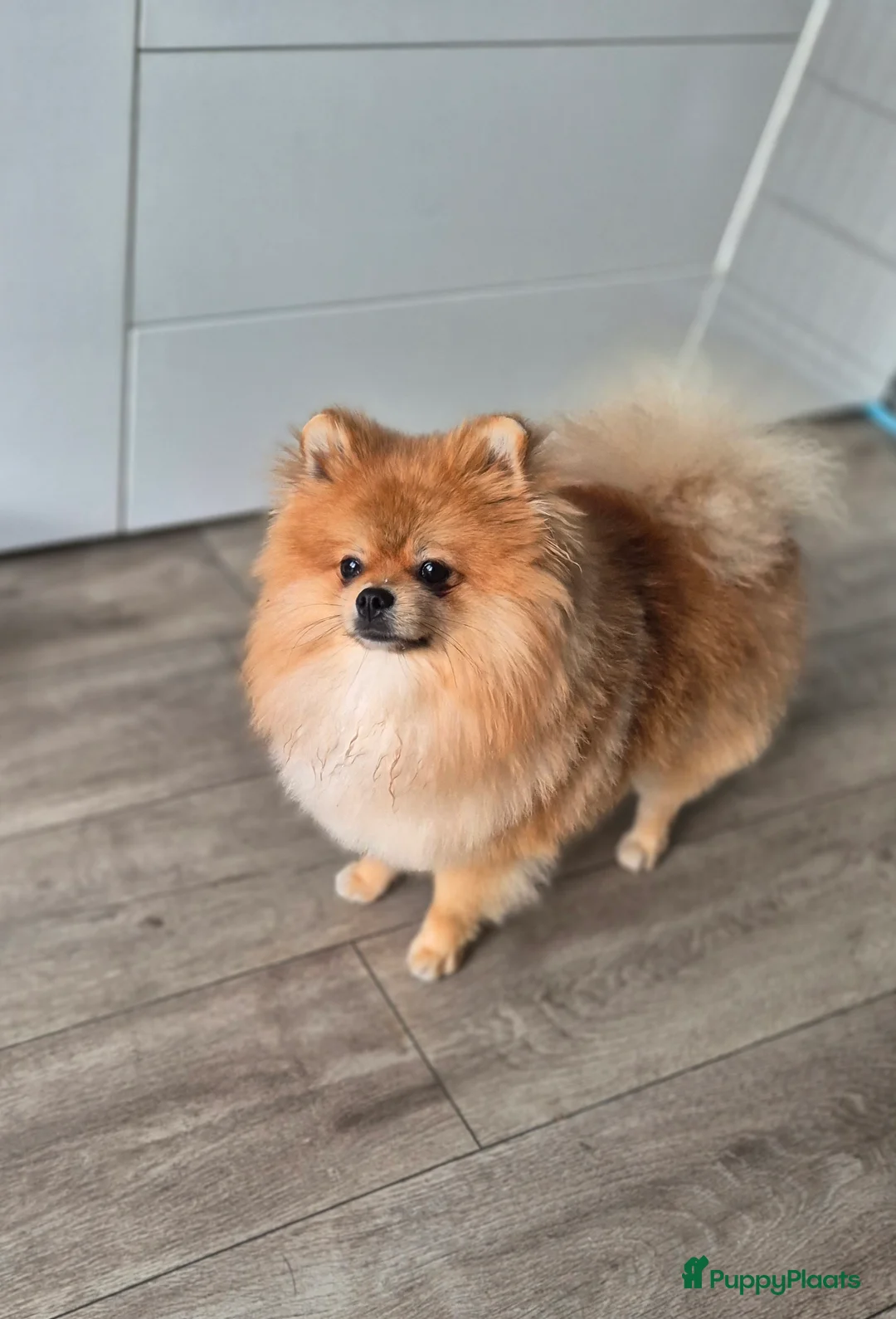 Pomeriaan honden te koop: nog 2 hele schattige teefjes🥰 - Advertentie 4