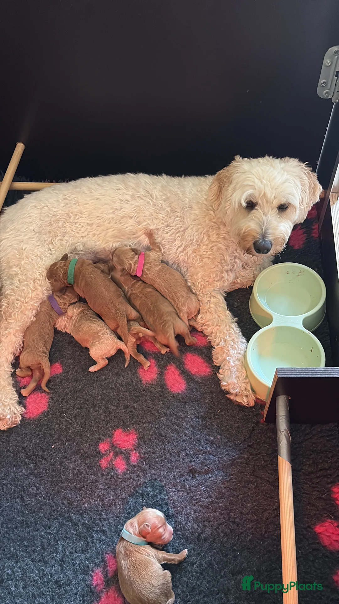 Kruising honden te koop: Lief mini doodle pupje (teefje) - Advertentie 2