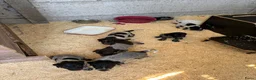 Duitse Staande Hond Draadhaar honden te koop: Duitse staande draadhaar pups  in Baarle-Nassau - Advertentie 2