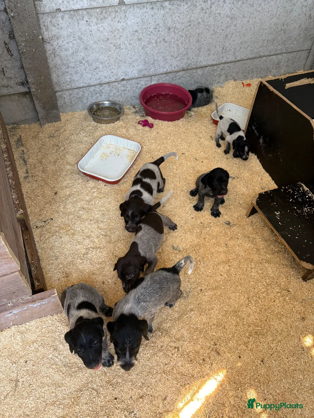 Duitse Staande Hond Draadhaar honden te koop: Duitse staande draadhaar pups  in Baarle-Nassau - Advertentie 2