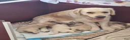 Golden Retriever honden te koop: Goldenretriever pups in Ewijk - Advertentie 1