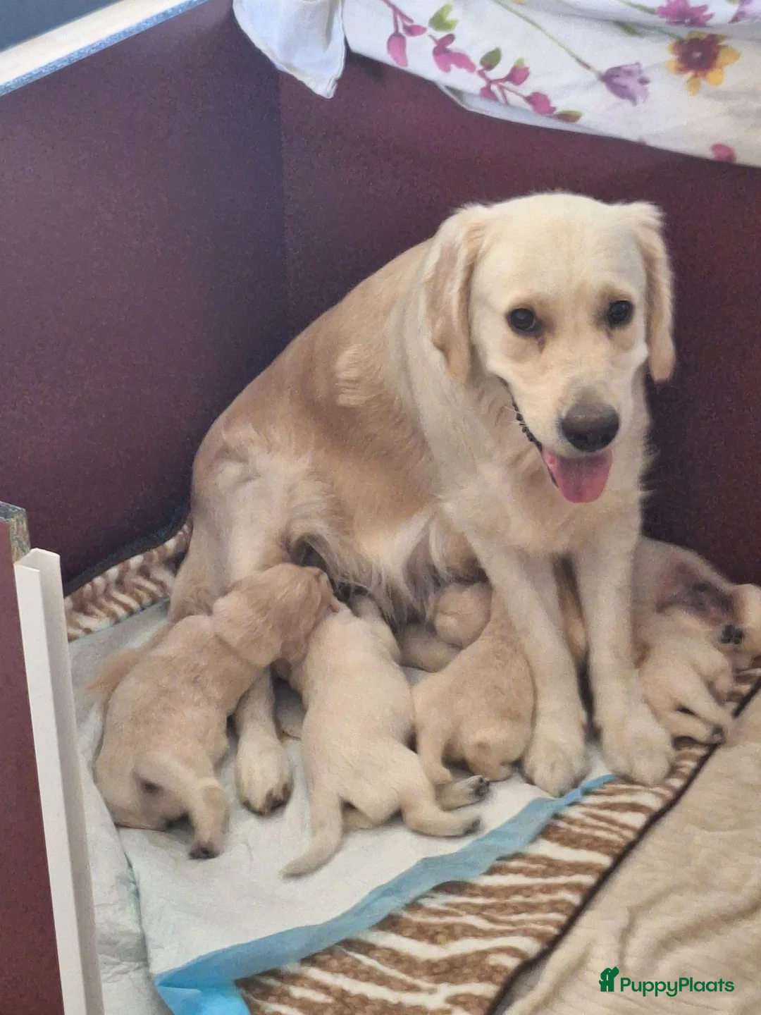 Golden Retriever honden te koop: Goldenretriever pups in Ewijk - Advertentie 1