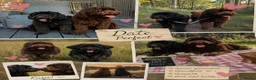 Labradoodle honden te koop: Nina is op date geweest met pepijn - Advertentie 1