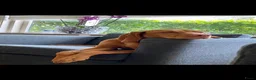 Vizsla korthaar honden te koop: Kortharige Hongaarse Vizsla-pups - Advertentie 19