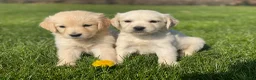 Golden Retriever honden te koop: Golden retriever pups - Advertentie 2
