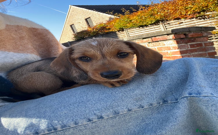 Ruwhaar Teckel honden Ruwharige dwerg teckel pupjes - Advertentie 2