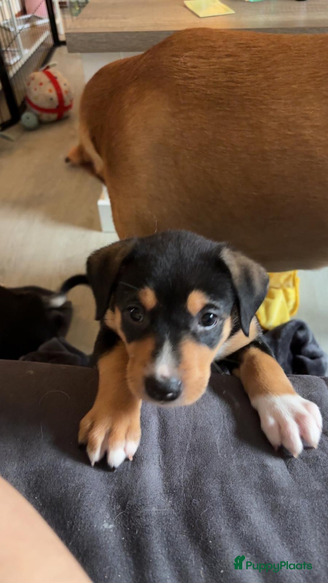 Kruising honden te koop: Lieve aanhankelijke kruising pups - Advertentie 2