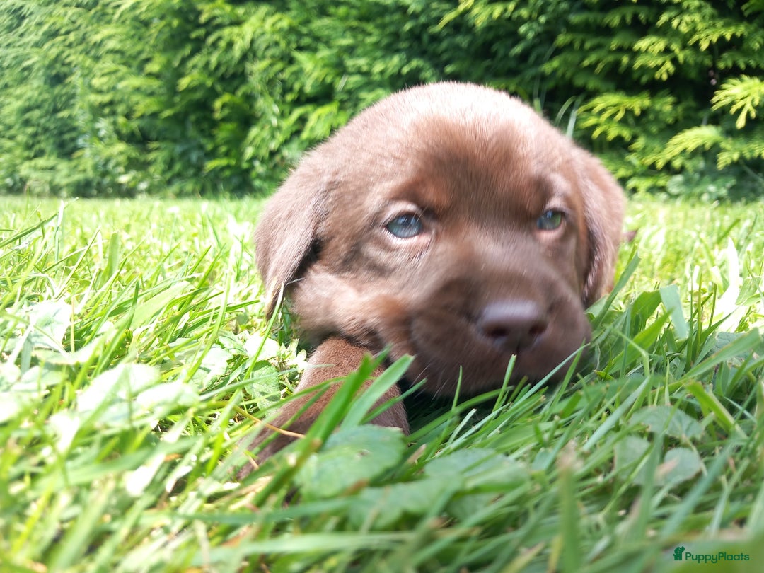 Labrador Retriever honden te koop: Chocolade labrador pups in Maastricht - Afbeelding 2