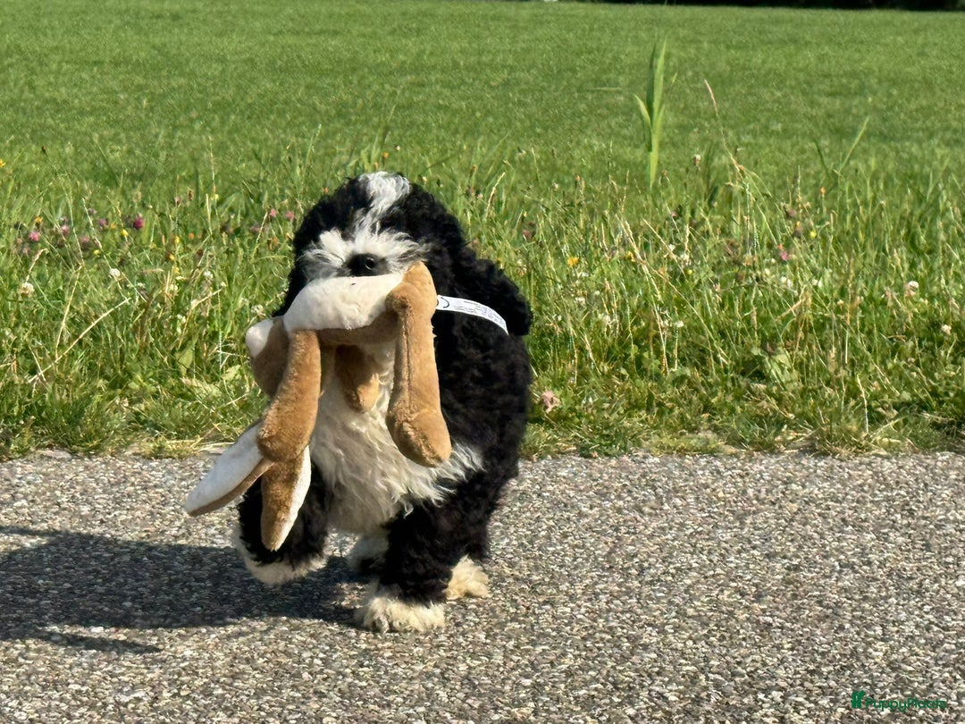 Spaanse Waterhond honden te koop: Spaanse Waterhond pups - Afbeelding 35