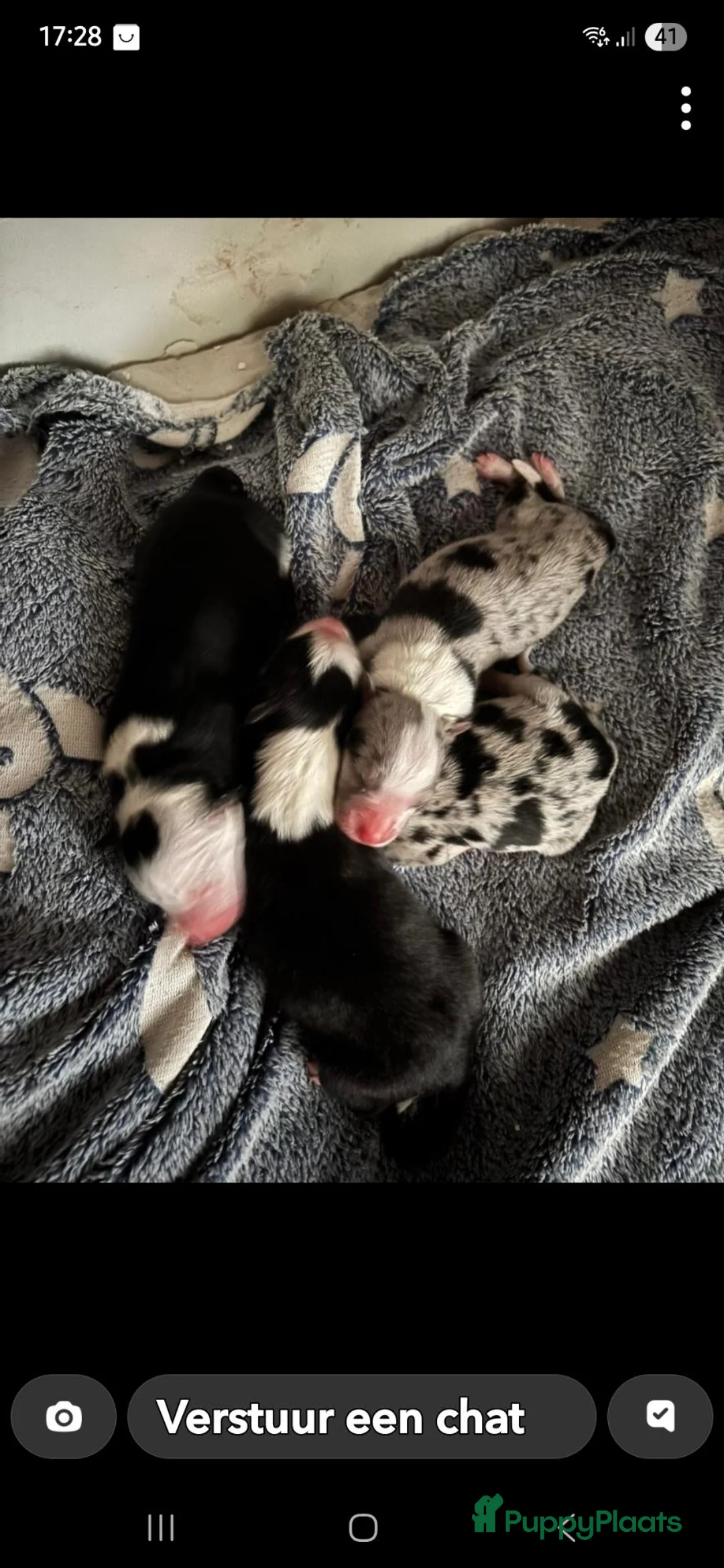 Kruising honden te koop: Australian sheppard/border collie puppy's - Advertentie 2
