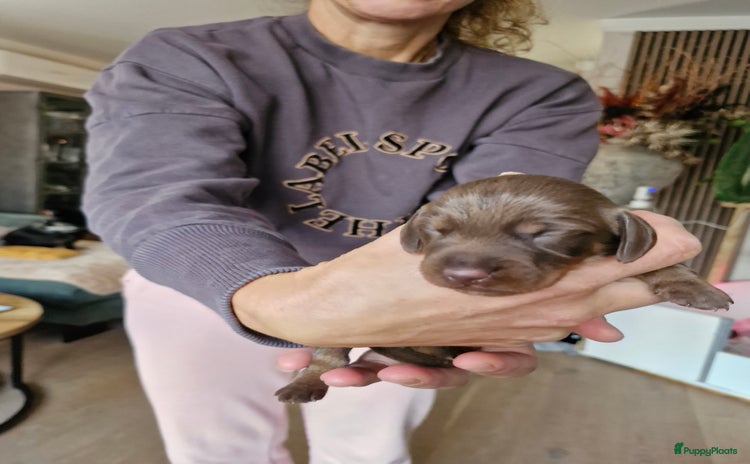 Kruising honden - Advertentie 2