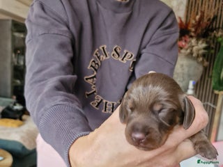 Kruising honden Kanninchen teckels zoeken huisje - Advertentie 4