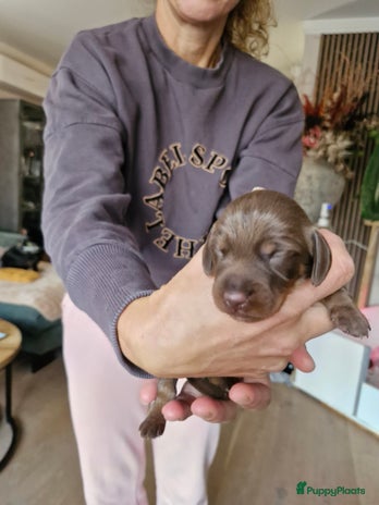 Kruising honden - Advertentie 2