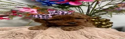 Poedel Toy honden te koop: toypoedel  - Advertentie 11
