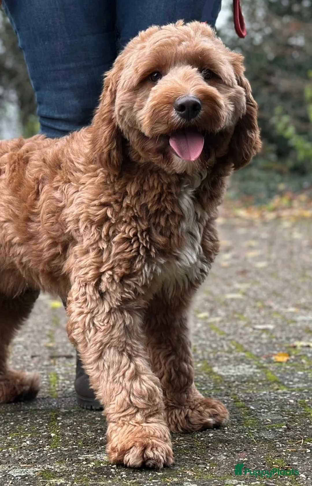 Kruising honden te koop:  Prachtige rood/apricot Medium Doodle pups  - Advertentie 21