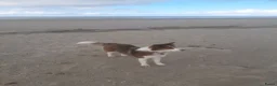 Kruising honden te koop: Verwacht: pups bordercollie x  Australian Shepherd - Advertentie 2