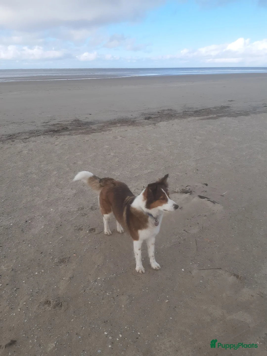 Kruising honden te koop: Verwacht: pups bordercollie x  Australian Shepherd - Advertentie 2