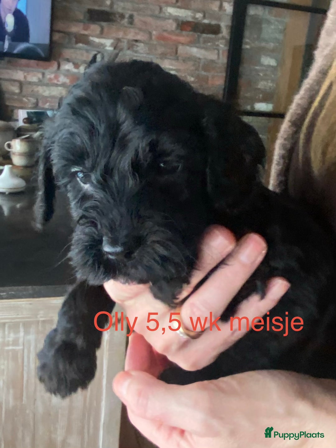 Labradoodle honden te koop: Labradoodle(multigen) mini/midi groeien op in huis - Advertentie 6