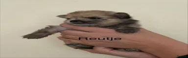 Pomeriaan 4