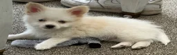Maltipom honden te koop: Lief aanhankelijk reutje Maltipom - Advertentie 1