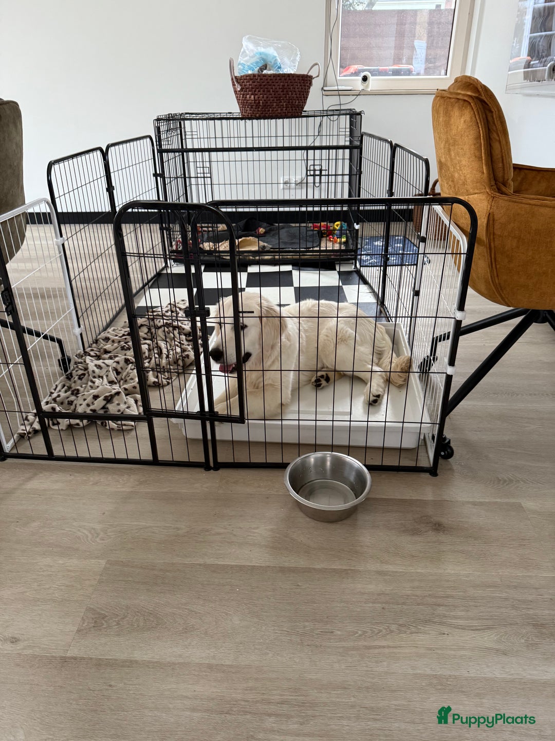 Goldendoodle honden te koop:  Prachtige F3 Doodle Pups van Roos & Sem - Advertentie 11